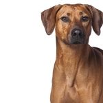 Group of Dogs